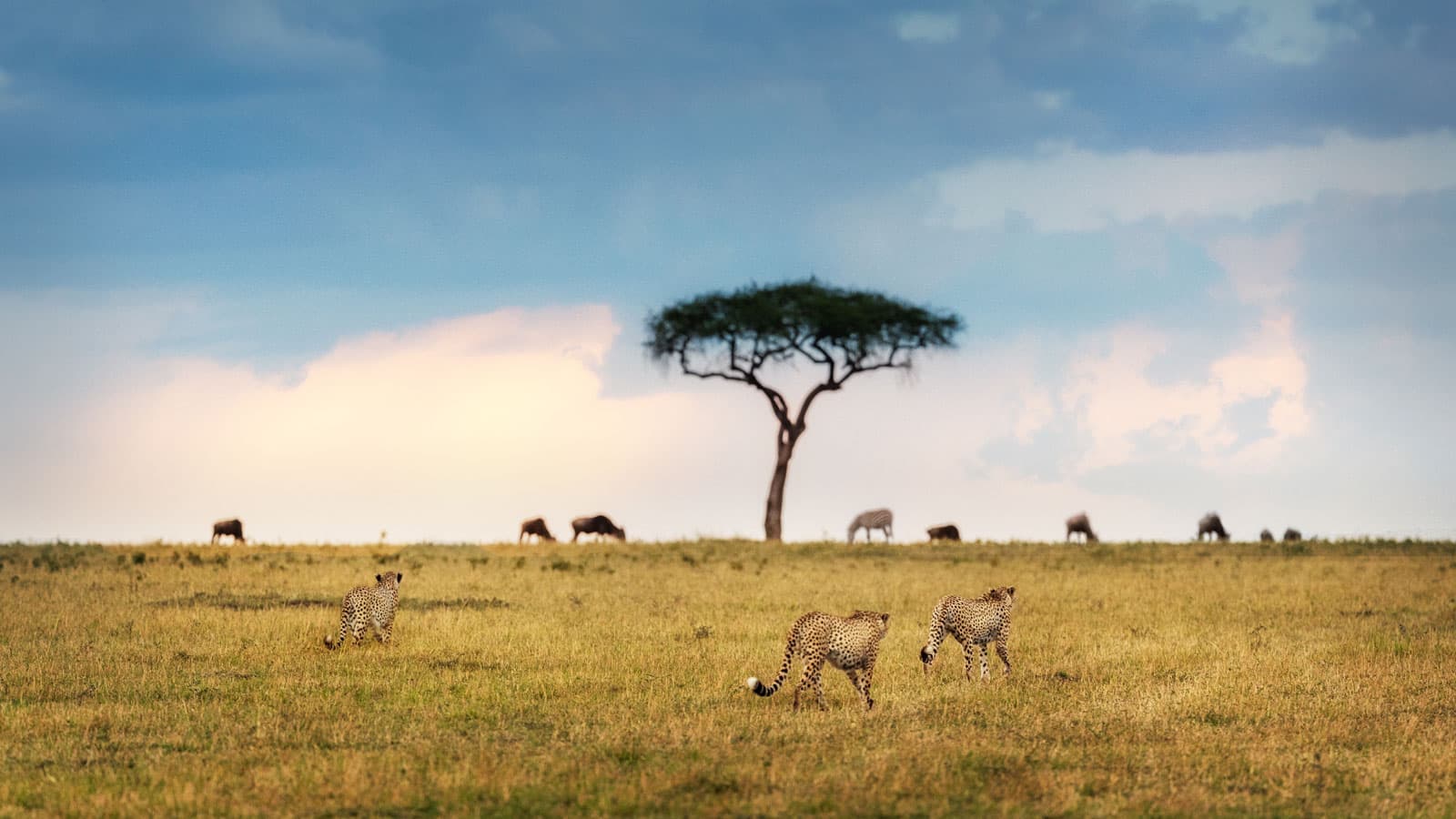 Expansive view of the African plains at dawn